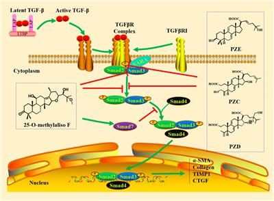 Frontiers TGF β Smad Signaling Pathway in Tubulointerstitial Fibrosis